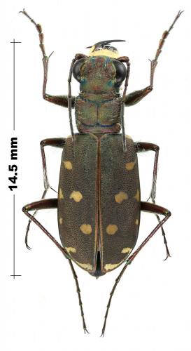 Réf. 245 452 : Calomera littoralis quadripunctata